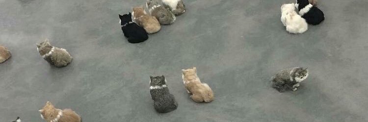 🐈‍⬛ ! banner