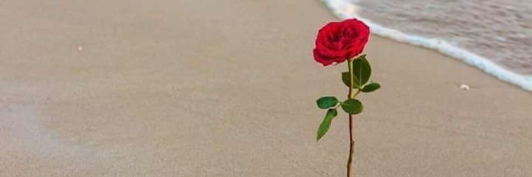 Adel76357036's profile banner image