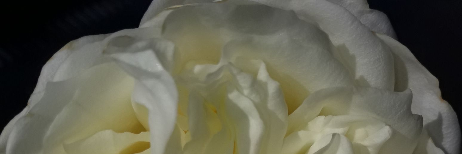 PedrajaJaneth's profile banner image