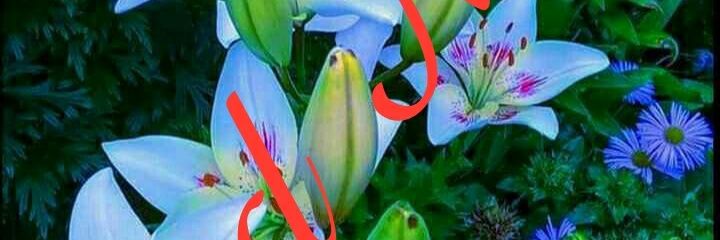 Ananda57223452's profile banner image