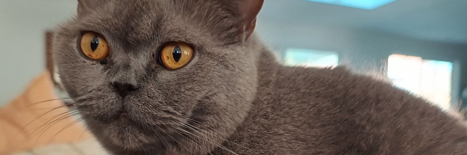 ★Πpuπsnuπ ᡕᠵデ气亠 | MRAs are gender–Marxists banner