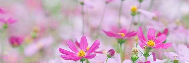 fairyparnus's profile banner image