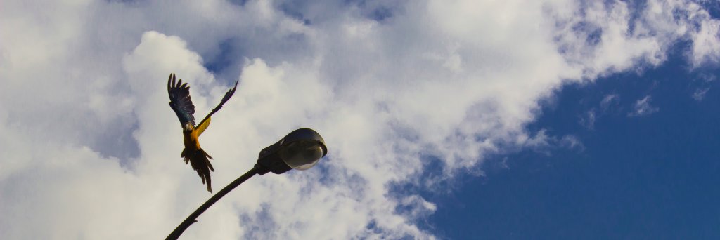vanehen's profile banner image