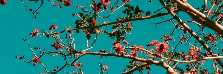 asadpancake2's profile banner image