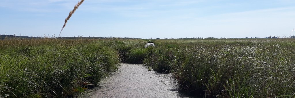 Governance of Ecosystem Services Group banner