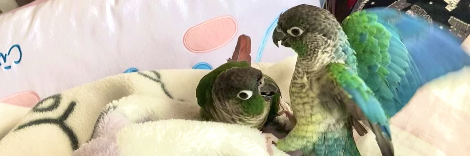 suki77inko's profile banner image