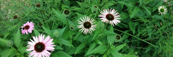 LChuch Profile Banner