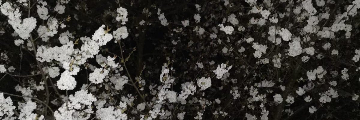 manou de visser banner
