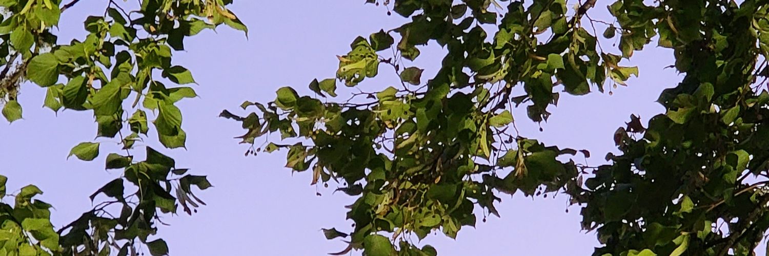 LauraBdn2's profile banner image
