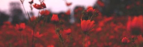 wardaxo4's profile banner image