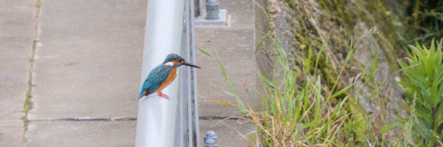 ひろじん🌈 Hirojin(๏人๏) banner