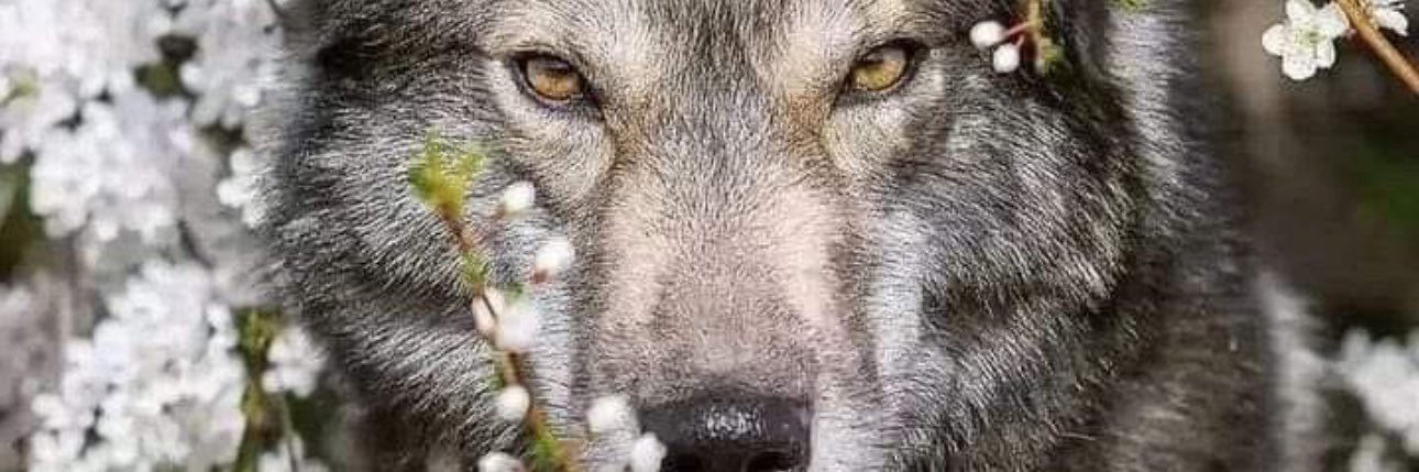 shawmor 🐺 🟦 banner