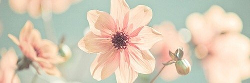 alondraaaa4's profile banner image