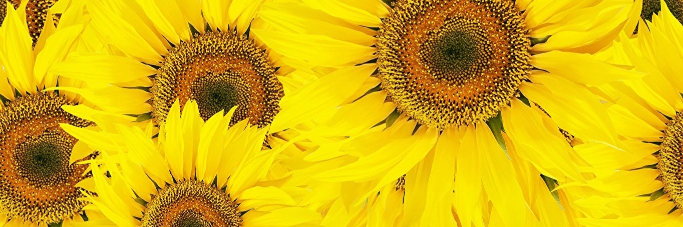 Daniela_Viann's profile banner image