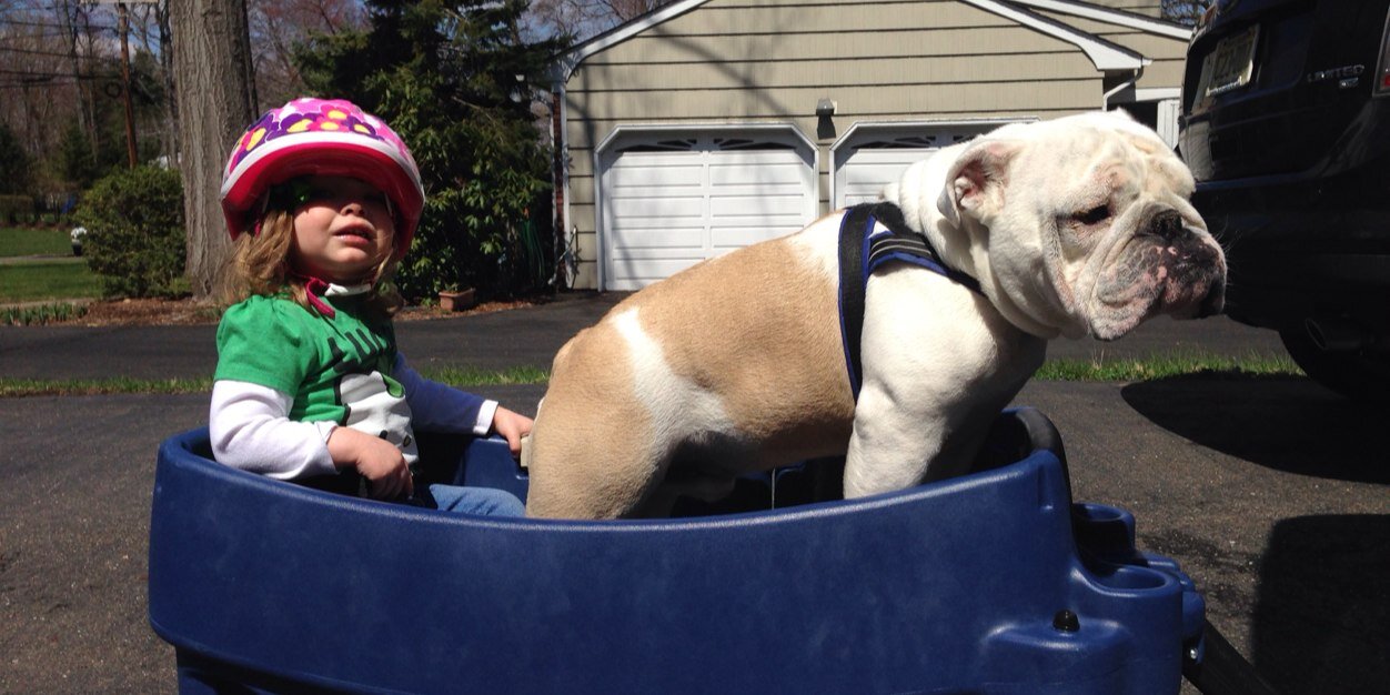 WhosGoodBulldog's profile banner image