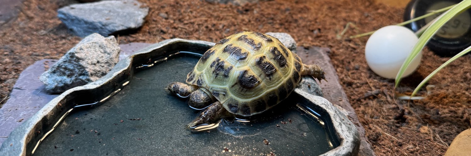 younglacksleep banner