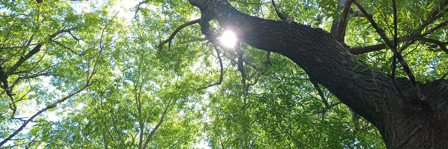 mate⭐️⭐️⭐️🧉🕷 banner