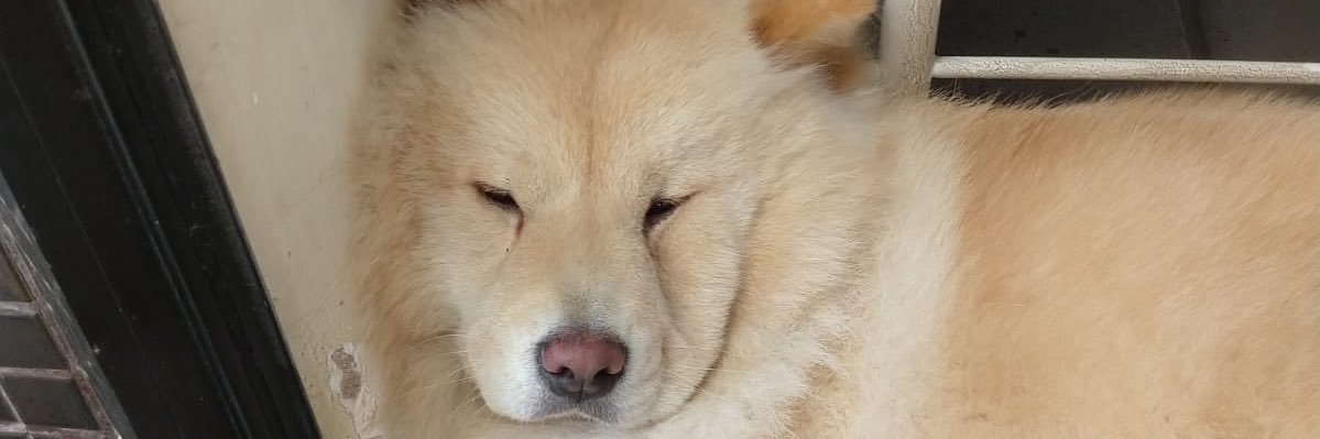 negodil's profile banner image
