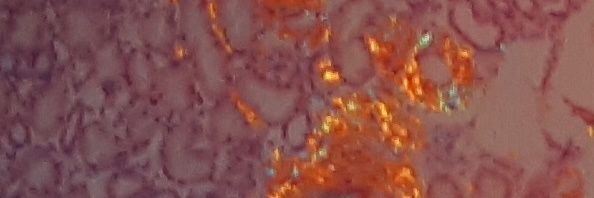 Eileen M. Boyle banner