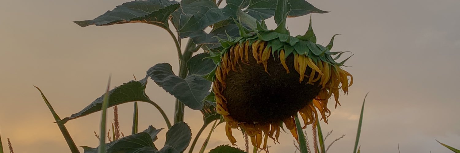 TheSunflowerGirl banner