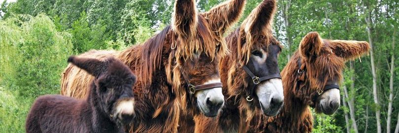 ECVdonkey's profile banner image
