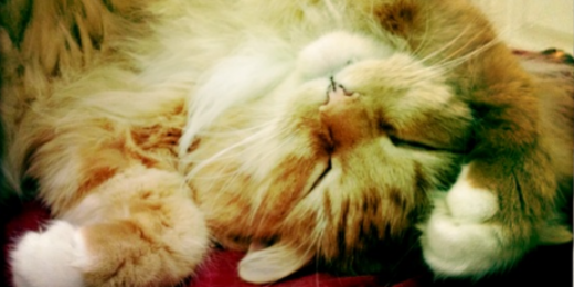 biscuithai's profile banner image