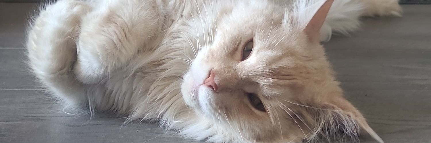 pkeinsa's profile banner image