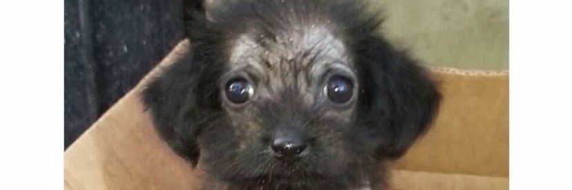 dea_deveras's profile banner image