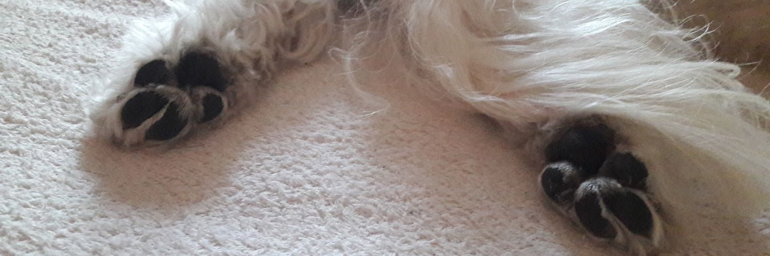 Dany_'s banner