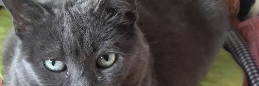 Denisfanscom1's profile banner image