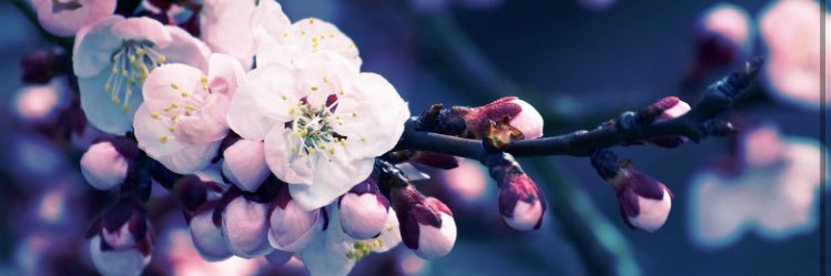 NewHopeErin's profile banner image