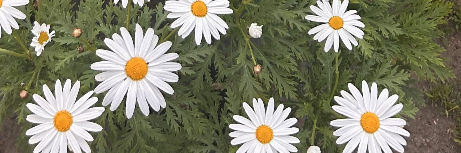 moriceppi_'s profile banner image