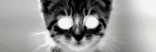 KittySkript's profile banner image