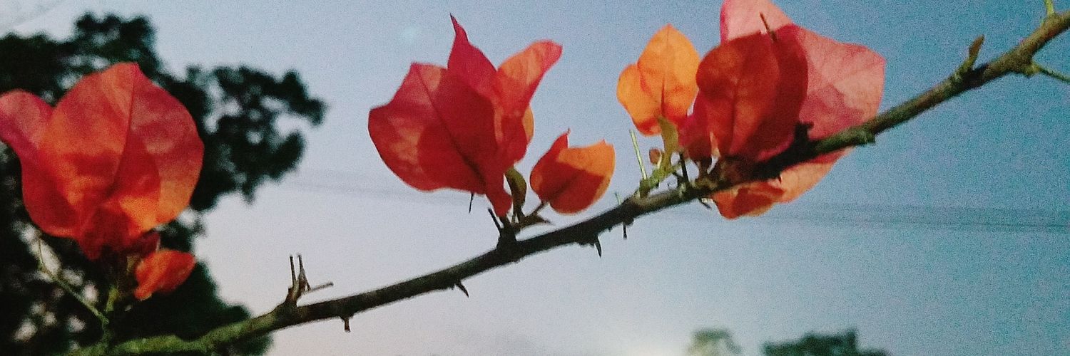 Oralia_JO's profile banner image