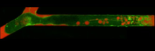 LennonLab Profile Banner