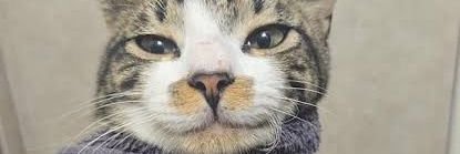 MonkeyDSnoozy's profile banner image