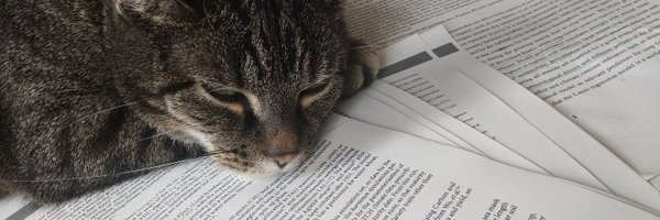 lilybellesweet Profile Banner