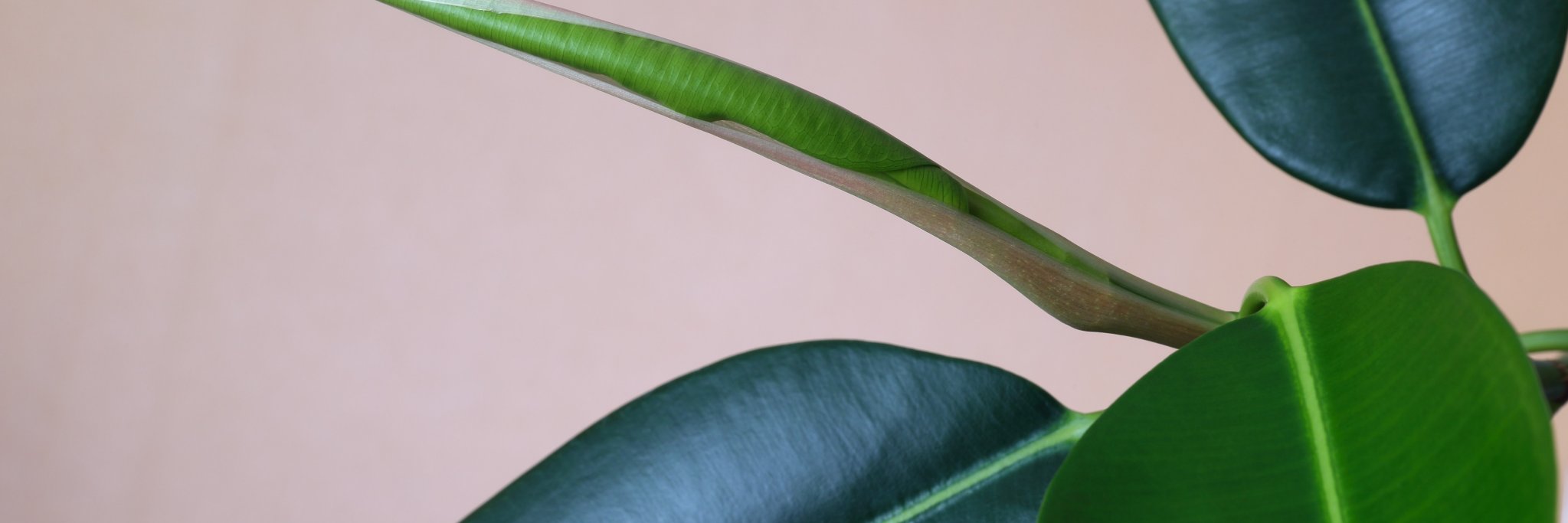 TheWellbeingExp's profile banner image