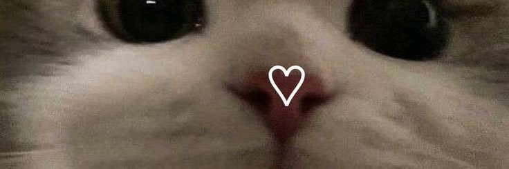 DuckiesLil's profile banner image