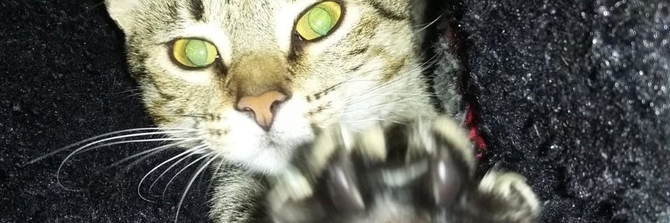 mateoexe_'s profile banner image