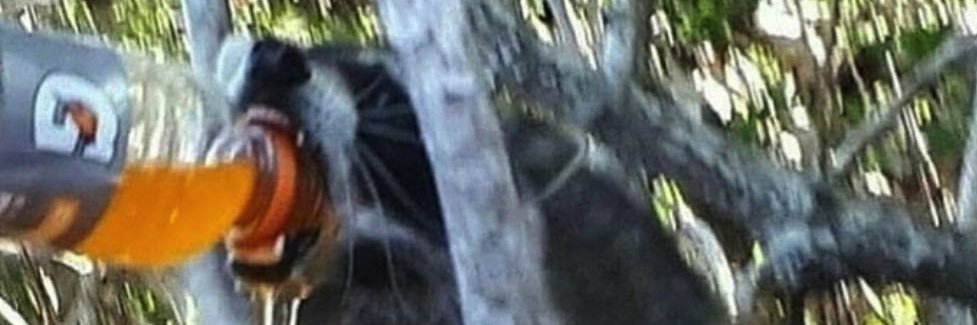 cursed389's profile banner image