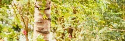 KSarasvati's profile banner image