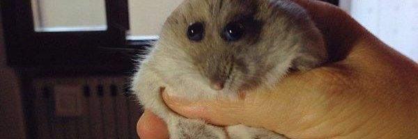 GeneralMantz's profile banner image