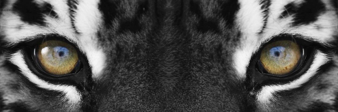 ydna history banner
