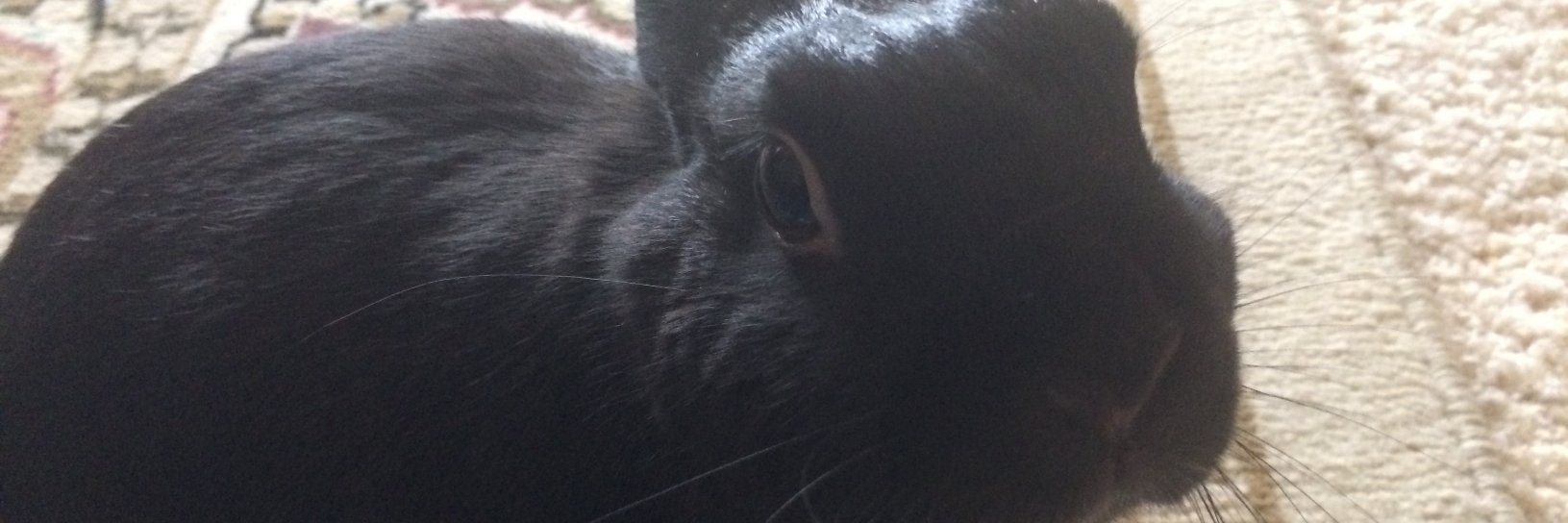 XauBun's profile banner image