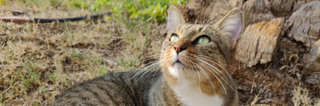 kismikisa's profile banner image
