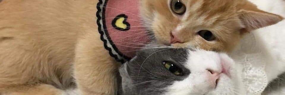 Omgfingger's profile banner image