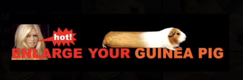 little lamb dragonfly🍇 banner