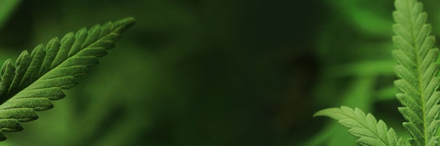 TetraNatural's profile banner image