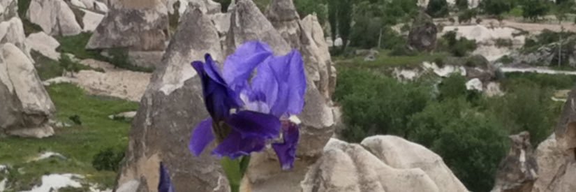 Daniel Rogers banner